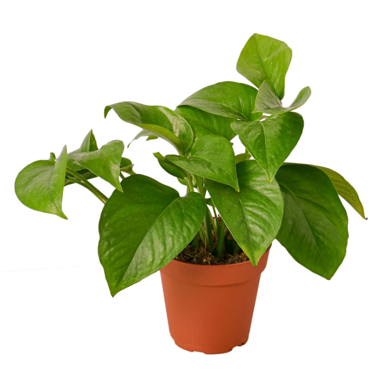 Pothos Green Queen