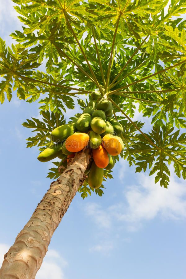 شتلة البابايا