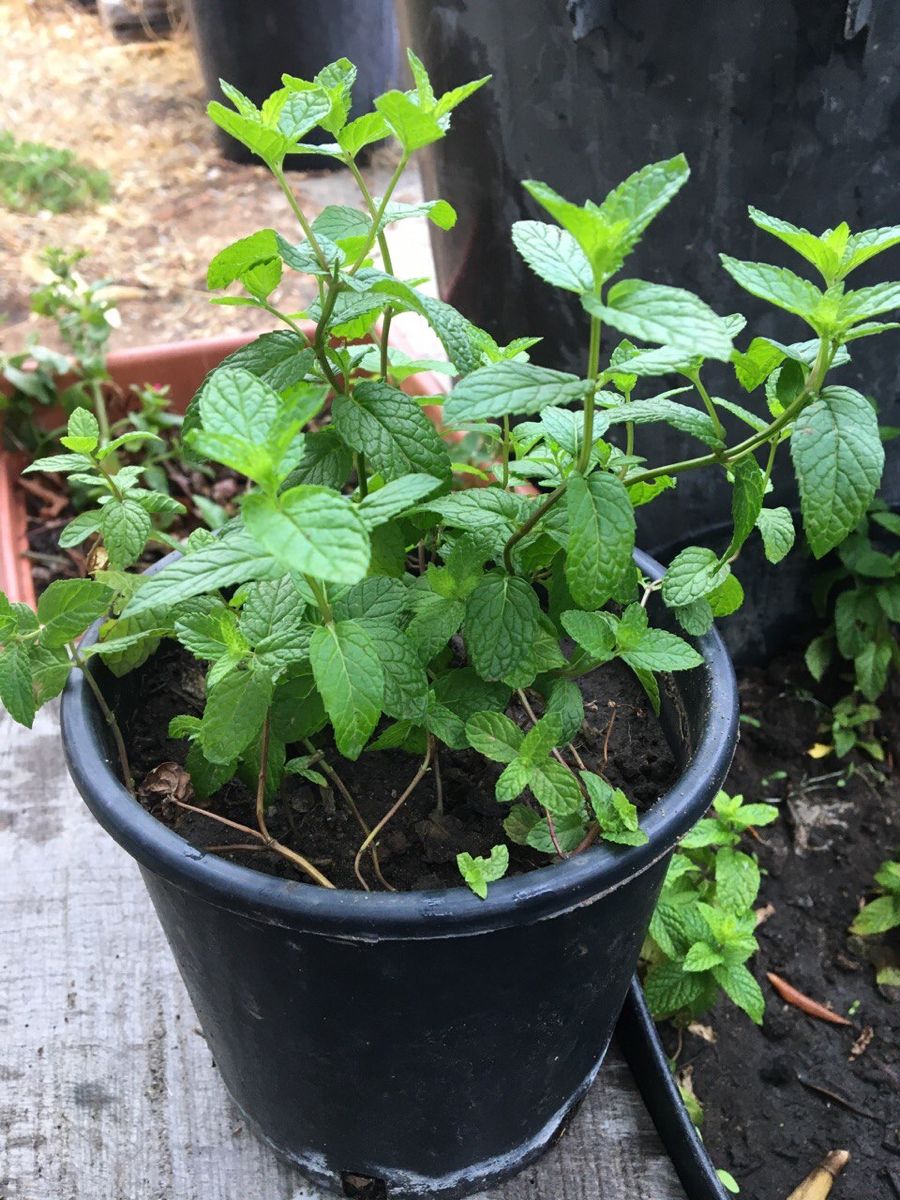 Mint seedling